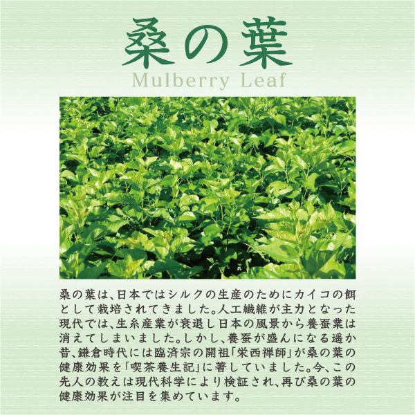 桑の葉の説明
