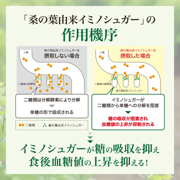 糖吸収阻害作用機序